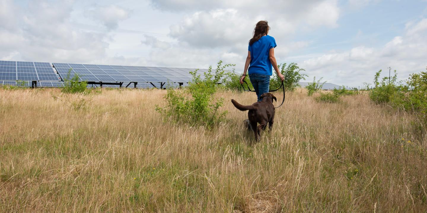 Voormalige vuilstort wordt natuurvriendelijk zonnepark