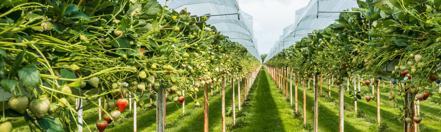Foto van een veld waarop aardbeien geteeld worden.