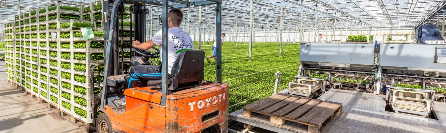 Man rijdt in een truck door een kas en verplaatst trays met plantjes.