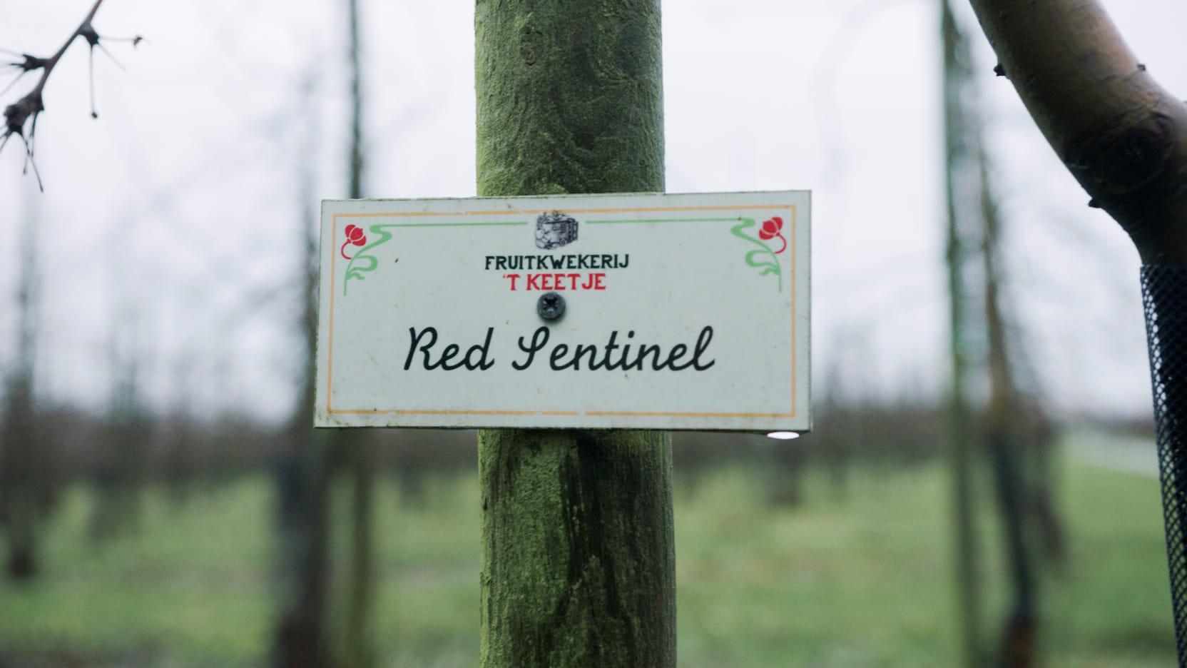 Fruitbordje in het veld van Fruitkwekerij ’t Keetje.