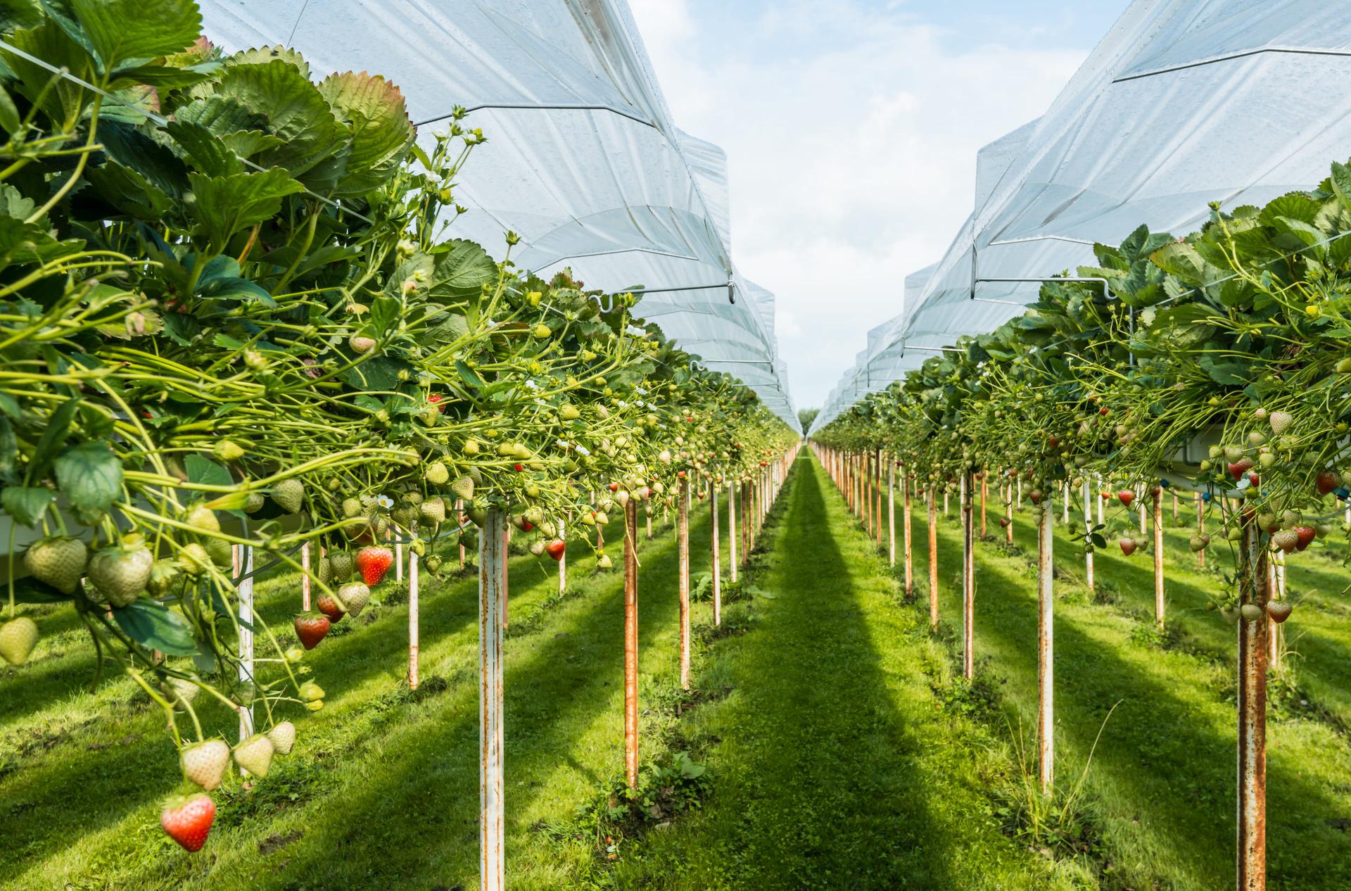 Foto van een veld waarop aardbeien geteeld worden.