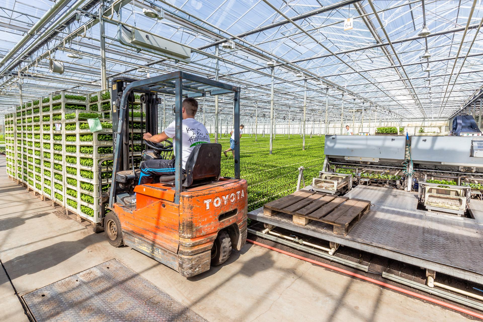 Man rijdt in een truck door een kas en verplaatst trays met plantjes.