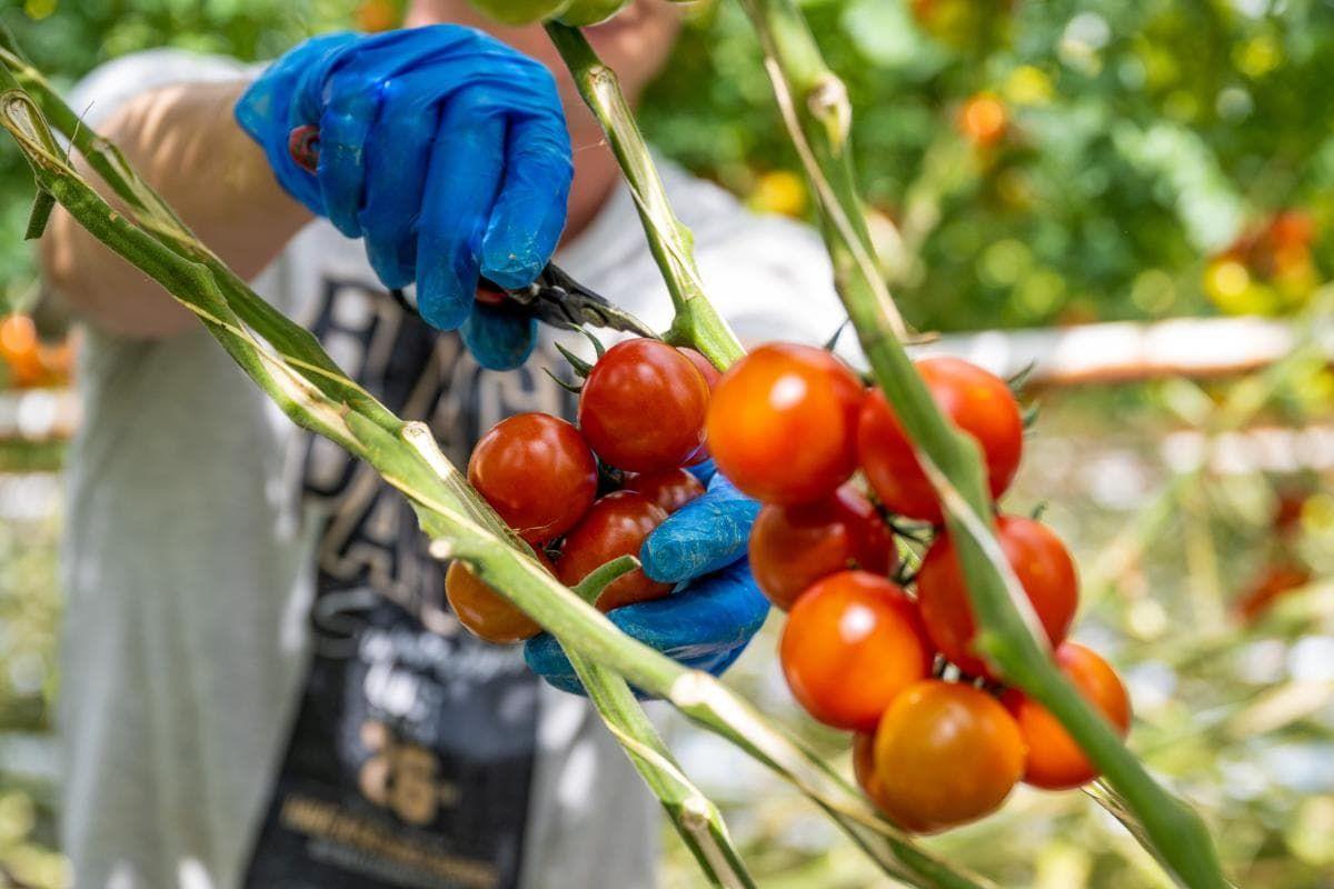 Een hand met een blauwe handschoen plukt een tros rode tomaten.