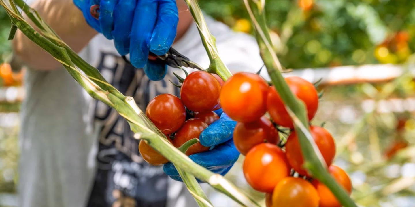 Verduurzaming zit in het DNA van tomatenkwekerij Lans